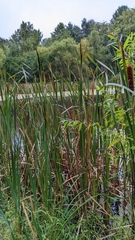 Typha