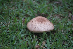 Agaricus subrufescens