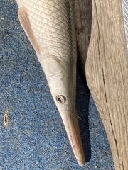Lepisosteus platostomus