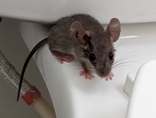 House Mouse