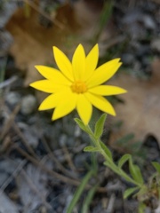 Croptilon divaricatum