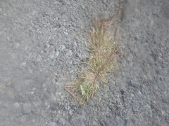 Eragrostis amabilis