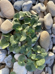 Calystegia soldanella
