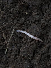 Enchytraeidae