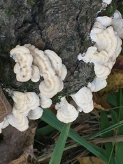 Trametes pubescens