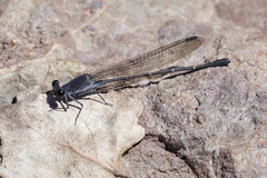 Argia lugens