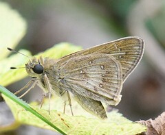 Pelopidas mathias