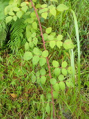 Rubus parviaraliifolius