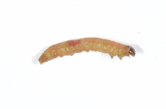 Argyresthia thuiella