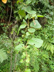 Rubus wallichianus