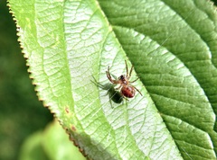Araniella displicata