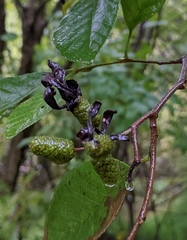 Taphrina robinsoniana