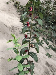 Lonicera involucrata