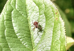 Araniella displicata