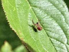 Araniella displicata