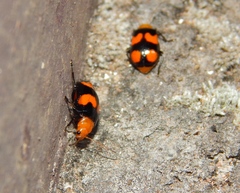 Sonchia sternalis