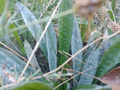 Golovinomyces sordidus