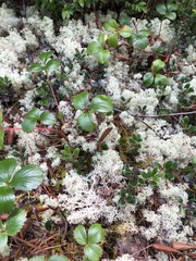 Lonicera involucrata