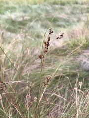 Juncus gerardi