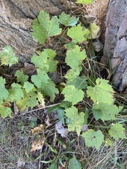 Vitis riparia