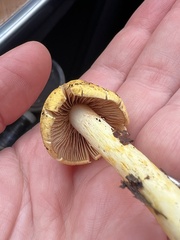 Cortinarius lewisii