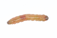 Argyresthia thuiella