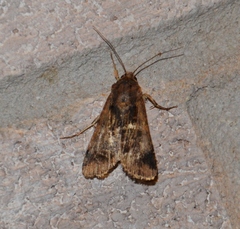 Feltia subterranea