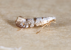 Argyresthia thuiella