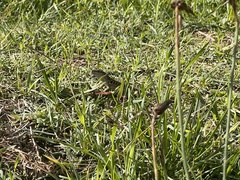 Podarcis siculus
