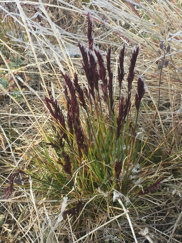 Baffin fescue (Festuca baffinensis)