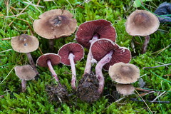 Melanophyllum haematospermum