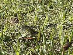 Podarcis siculus