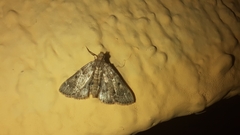Pyralis manihotalis