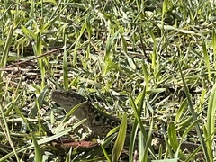 Podarcis siculus