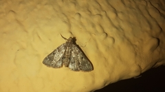 Pyralis manihotalis