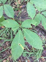 Aesculus parviflora