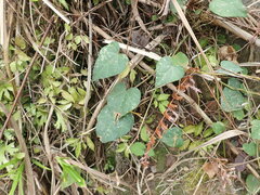 Pericampylus glaucus