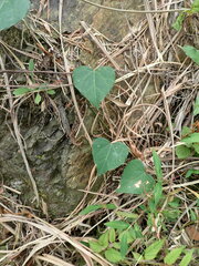 Pericampylus glaucus