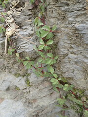 Tetrastigma obtectum