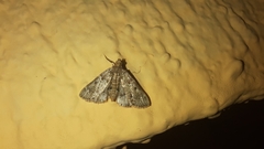 Pyralis manihotalis