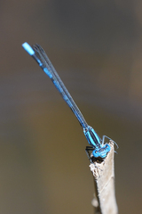Argia tarascana
