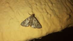 Pyralis manihotalis