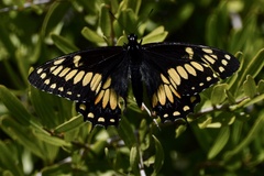 Papilio hellanichus