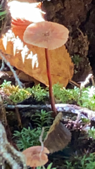 Marasmius plicatulus