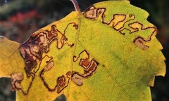 Stigmella betulicola