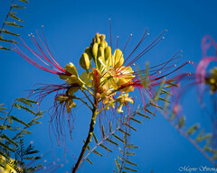 Erythrostemon gilliesii