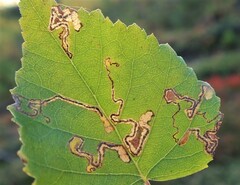 Stigmella betulicola