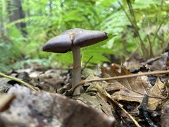 Cortinarius iodes