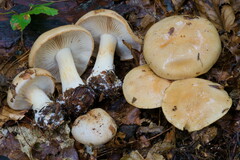 Cortinarius talus
