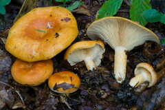 Lactarius porniniae